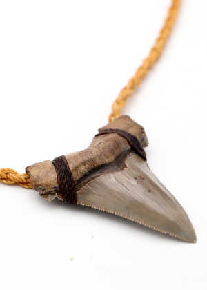 Tan Megalodon Shark Tooth Pendant Necklace