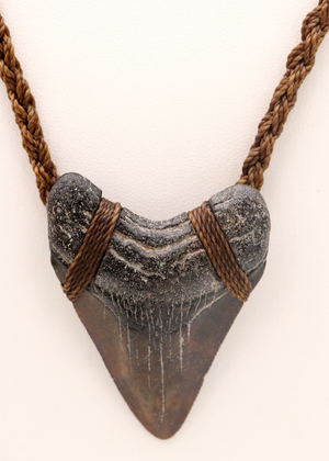 Megalodon Shark Tooth Pendent Necklace