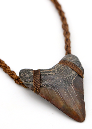 Megalodon Shark Tooth Pendent Necklace