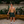 Fun and Games Swim Short