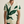 Jungle Knit Short