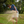 Blue Hawaii Performance Polo - Indigo