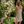 Dahlia Eyelet Mini Dress - Ivory